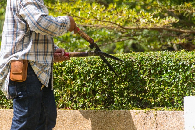 Garden Maintenance Walworth, SE17